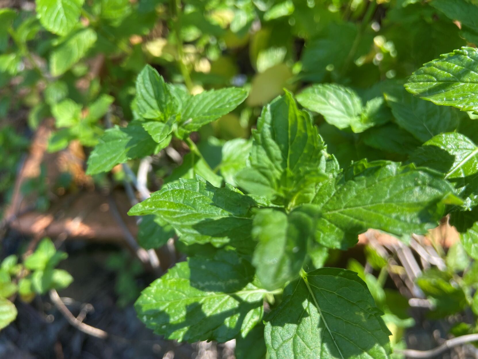 Mint by Judy Walker.jpg (copy) (copy)